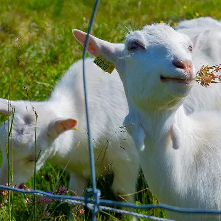 Σπίτι διακοπών Modern Mountain Escape *